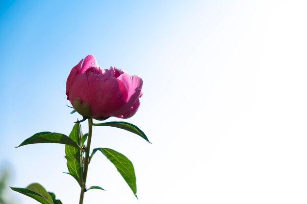 Pink peony flower on sky background Romance Freedom Copy space