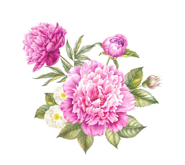 Pink peony flower watercolor illustration.