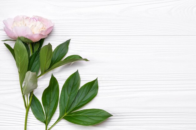 Pink peony flower on a white wooden background View from above