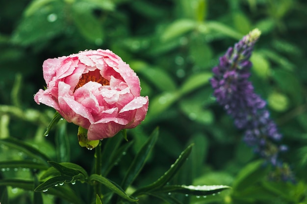 Fiore di peonia rosa con gocce di pioggia sui petali con sfondo di foglie sfocate