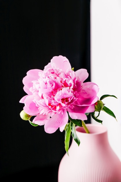 Pink peony flower with water drops on a black white background, beautiful fluffy flower, copy space