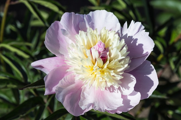 Pink peony flower