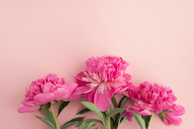 Pink peony flowers. Greeting card, decorative floral composition
