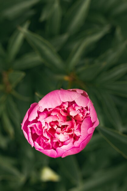 Photo pink peony flowers head in garden natural light view from above floral background