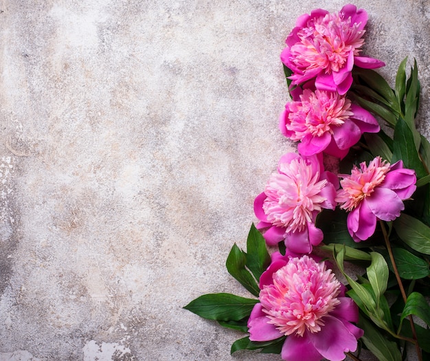 Pink peony flowers on light surface