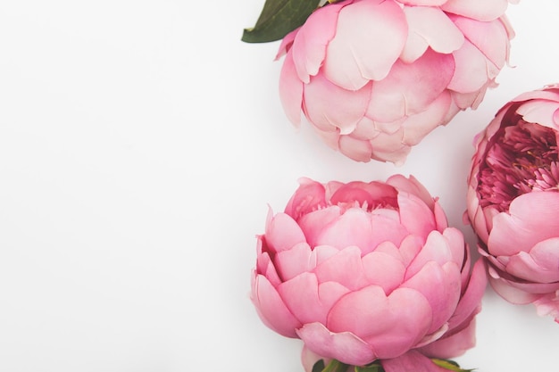 Фото Розовые цветы пиона на простом фоне