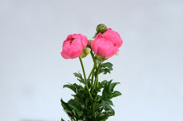 Pink peony flowers on white background