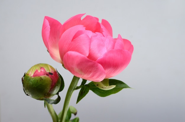 Pink peony flowers on white background