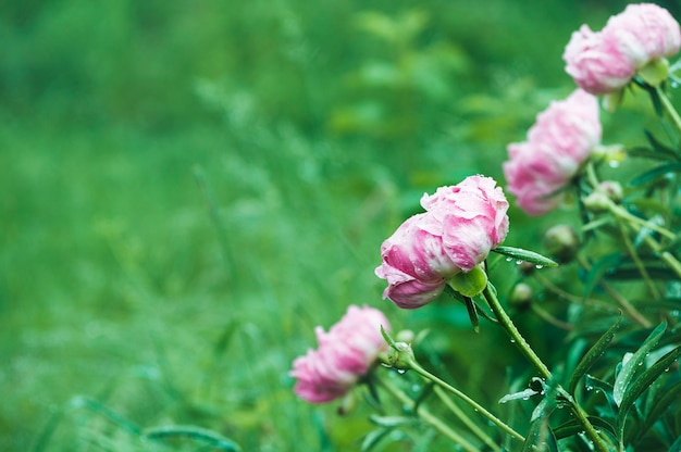 Фото Розовые цветы пиона с каплями дождя на лепестках на фоне размытых листьев