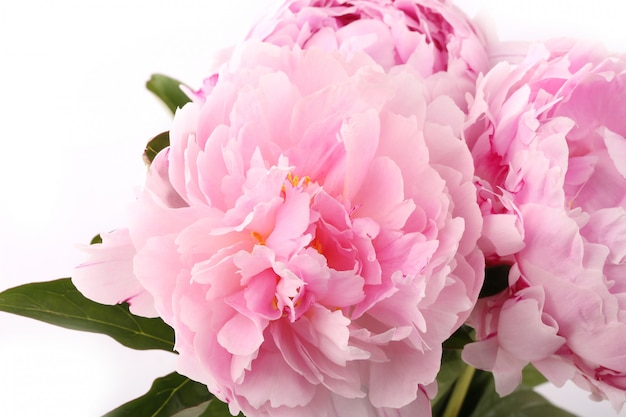 Pink peony flowers