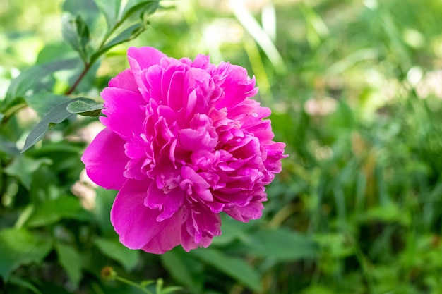 Pink peony in the garden on a background of green leaves and grass