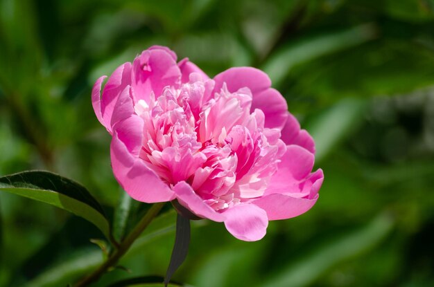Pink peony in the garden on a green background