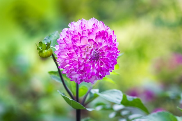 Pink peony in the garden