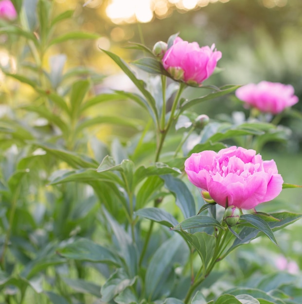 Pink peony on green background outdoor