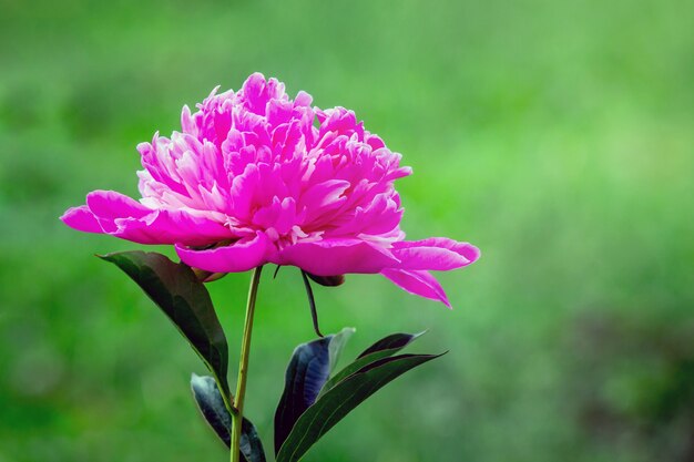 Pink peony on a green blurry background