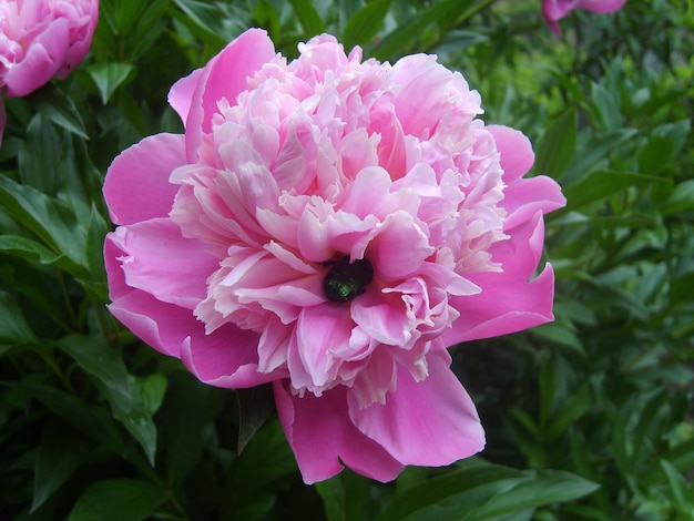 Pink peony in green foliage photo