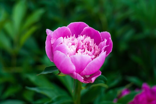 Pink peony in the green grass