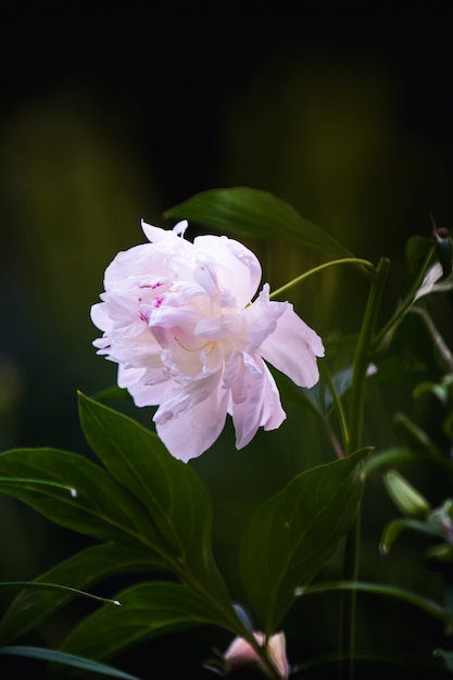 Pink peony between green leaves