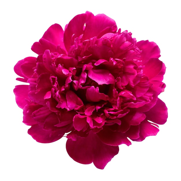 Pink peony head flower isolated on white background Floral pattern object Flat lay top view