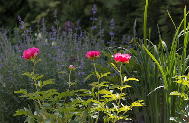 Photo pink peony herbaceous peony cytherea in garden