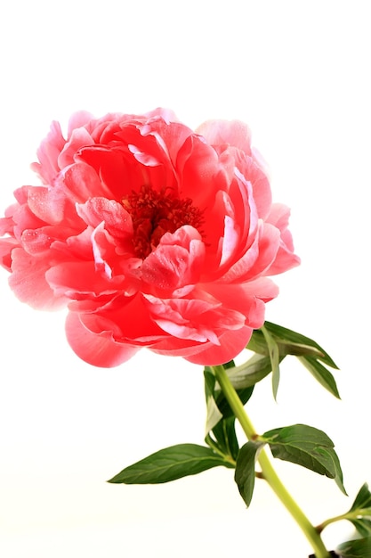 Peonia rosa isolata su sfondo bianco