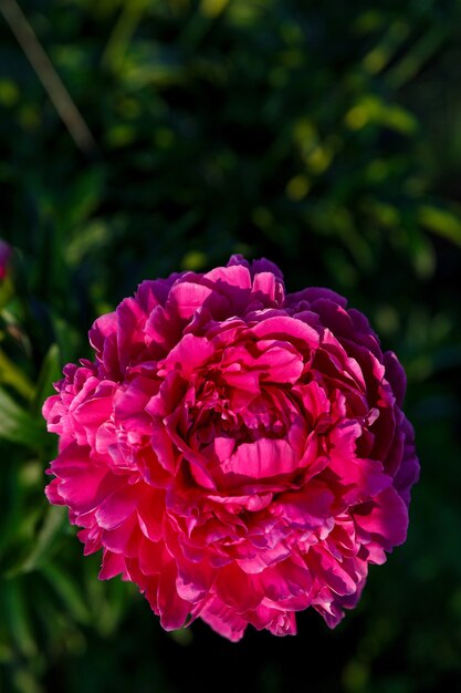 Pink peony in the sun on a background of leaves