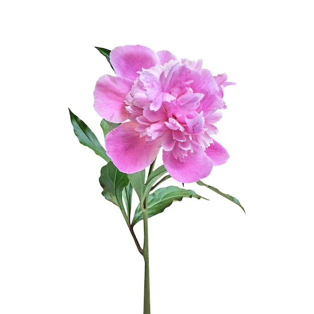 Pink peony with green leaves isolated on white background