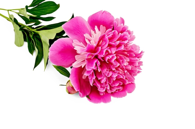 Pink peony with green leaves on a stem isolated on white background