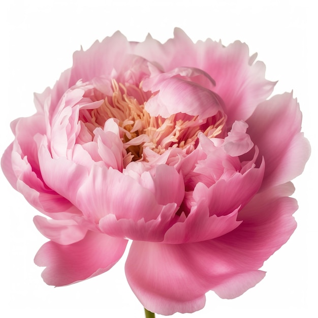 A pink peony with a green stem and a drop of water on it.