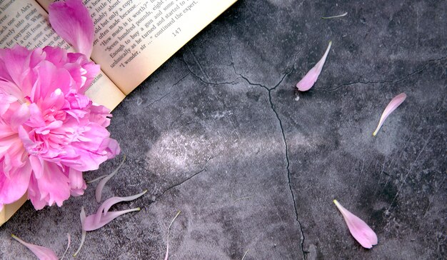 Pink peony with petals on a gray surface with an open book