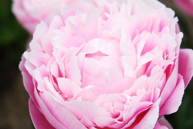 Pink peony