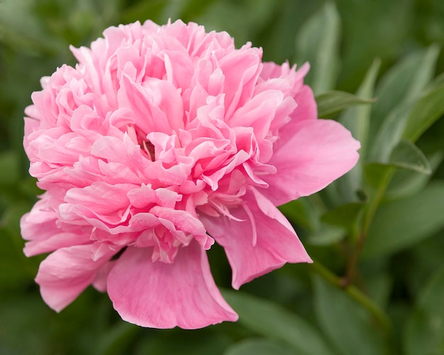 Pink peony