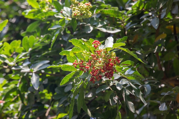 Photo pink pepper molle tree in lima peru