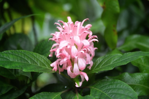 Foto perfezione rosa