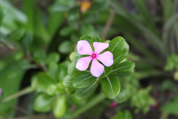 庭に咲くピンクのツルニチニチソウの花