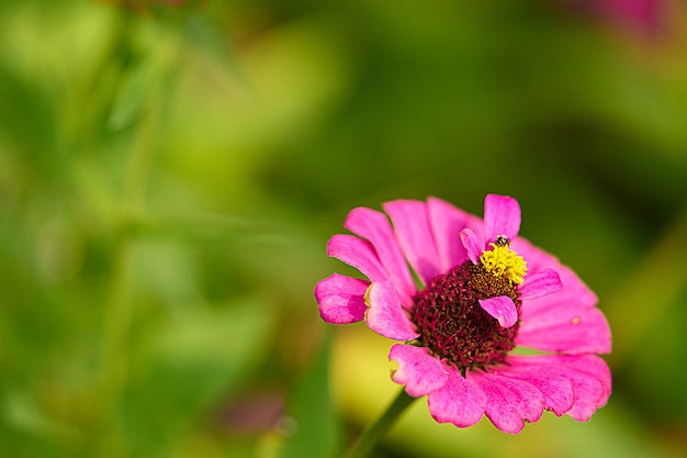 ミツバチと花粉の茎とピンクの花びらの花をクローズアップ