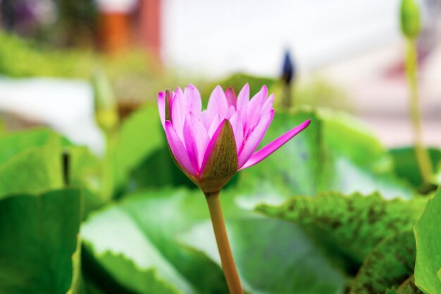 Pink petal lotus in tub