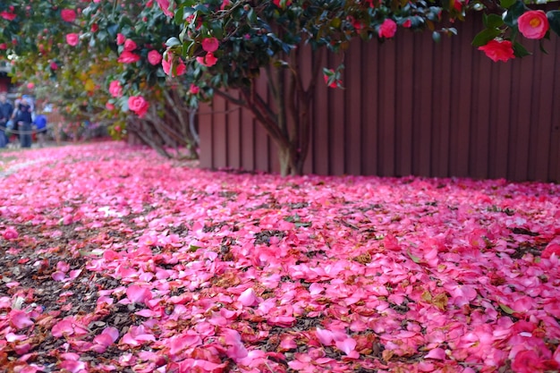 Photo pink petals fallen on street