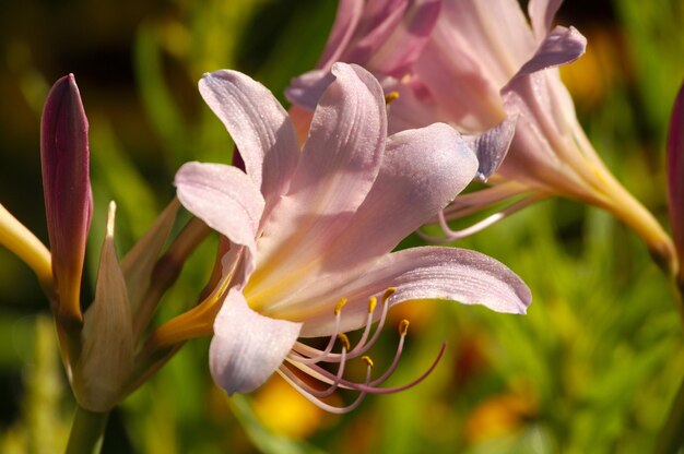 Foto petali rosa in una luce dorata