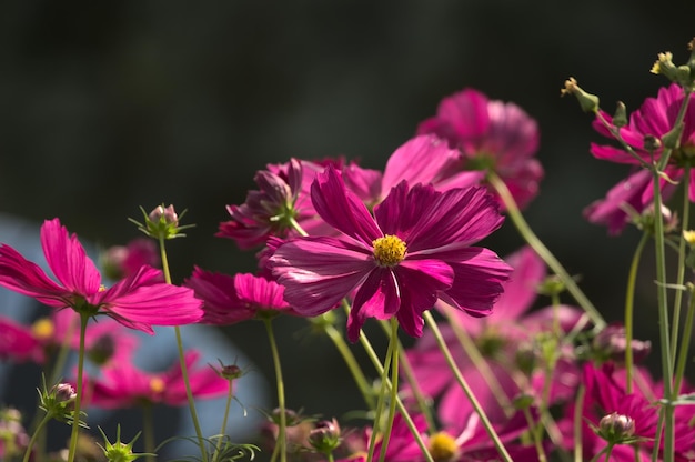 Petali rosa al sole