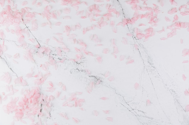 Photo pink petals on a trendy marble background