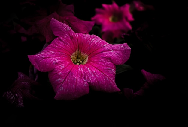 暗い美しい花の背景にピンクのペチュニアの花