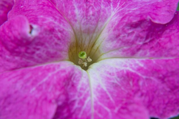 ピンクのペチュニアの花のマクロ撮影