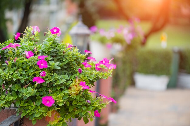 Pink Petunia flowers in the pot. 