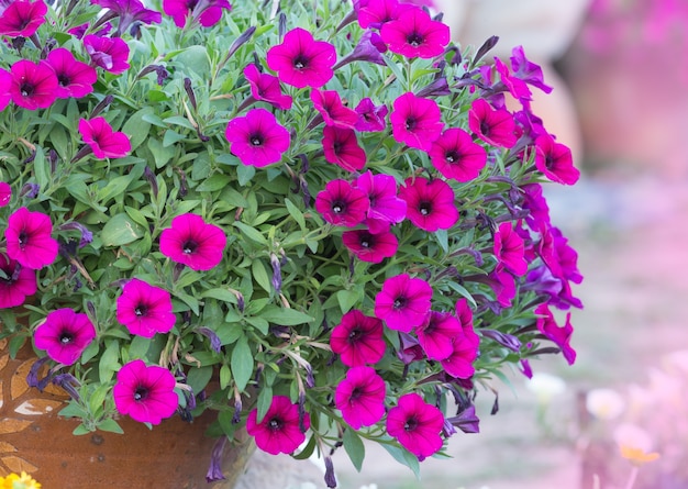 pink petunia