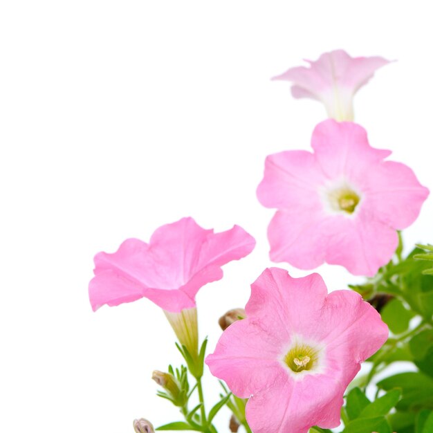 Pink petunia