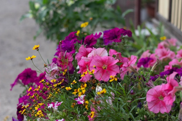 Pink petunias and other flowers are blooming in the flower bed