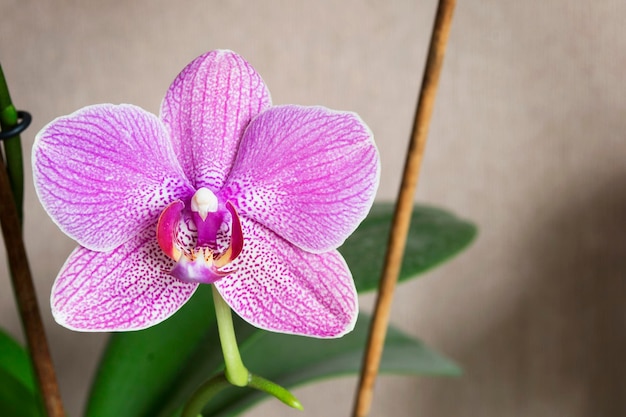 Pink phalaenopsis flower