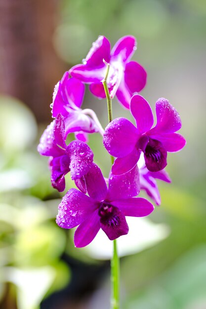 Pink Phalaenopsis or Moth dendrobium orchid flover green background