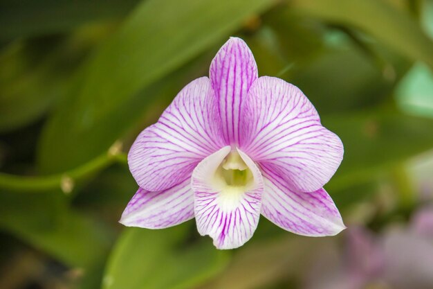 Pink phalaenopsis or moth dendrobium orchid flower in winter or spring day tropical garden floral backgroundselective focus